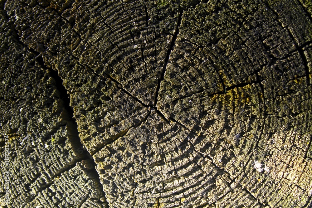 Fototapeta premium Wooden texture, empty wood background, cracked surface