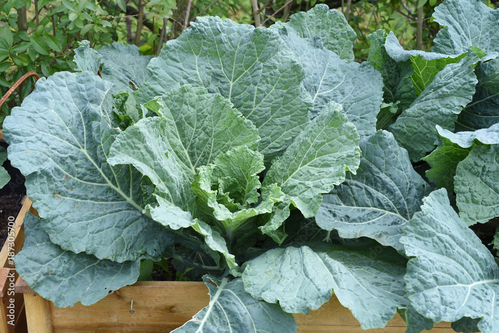 Naklejka premium Hochbeet, Wirsing, Brassica oleracea var sabauda, Kohl,