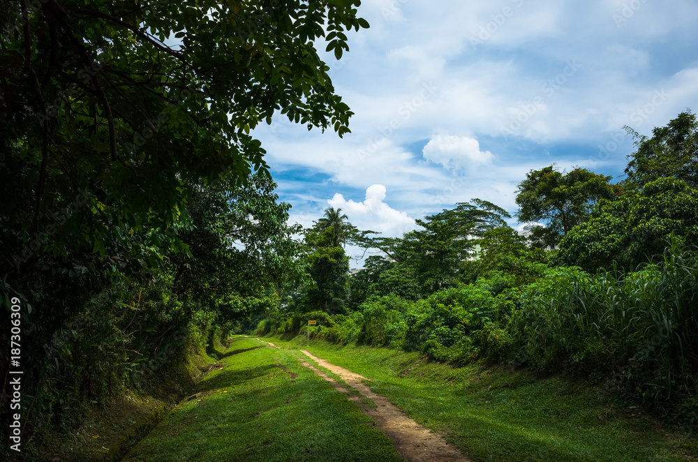 Fototapeta premium Bukit Timah Hiking Trail