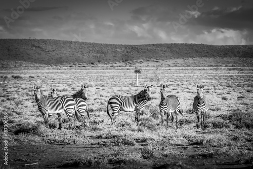Six Mountain-Zebras in the arid landscape of western Africa