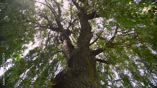  willow tree photo