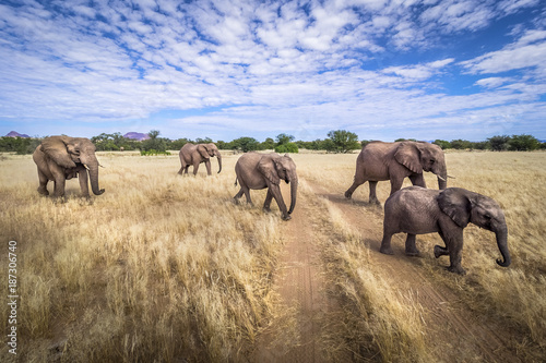 Elefanten-Gang  Namibia