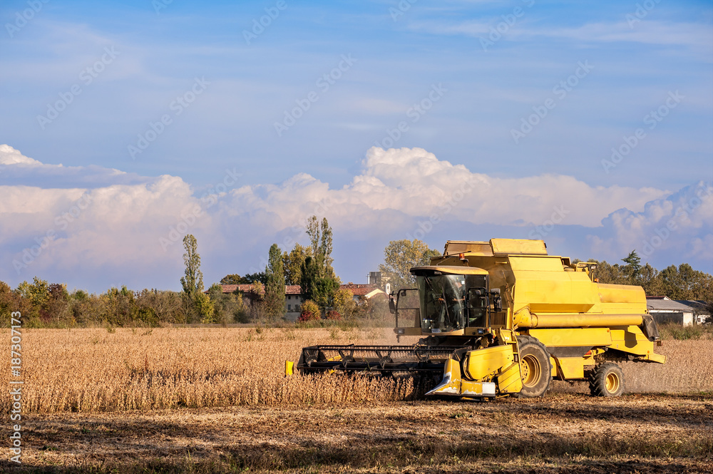 Obraz premium Harvesting of soybean field with combine harvester.