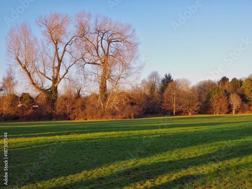 Elm Trees in Winter