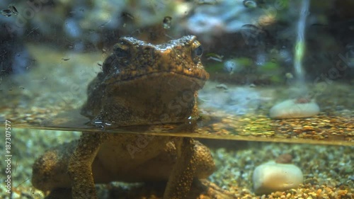 Unhappy Pet Frog in a Glass Terrarium photo