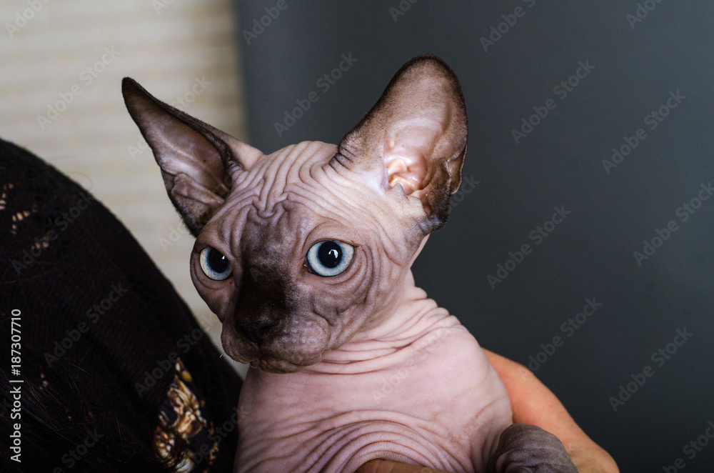 Sphinx cat portrait