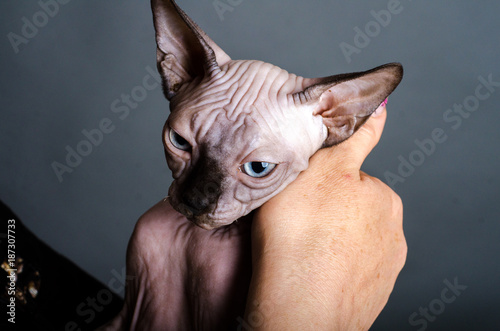 Sphinx cat portrait © redfox331