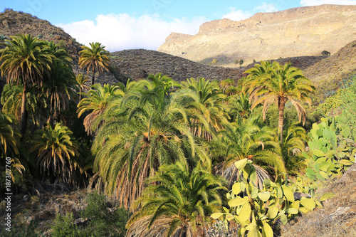 Palm tree oasis on Gran Canaria Island, Canary Islands, Spain