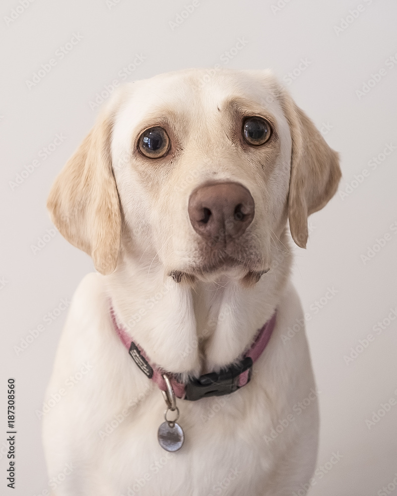 Funny Labrador Face Stock Photo | Adobe Stock