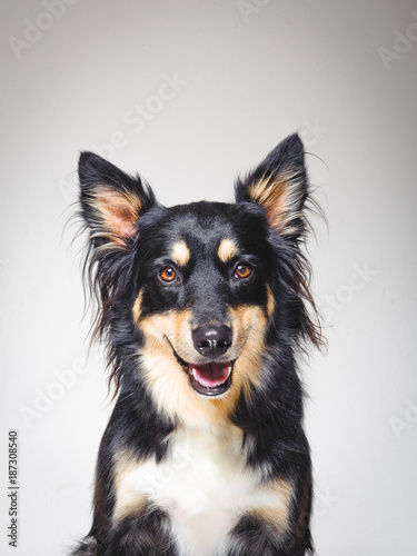 Happy Kelpie Cross