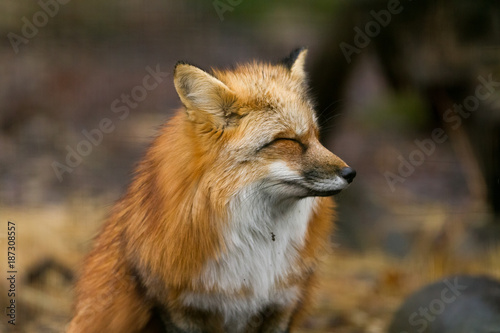Red Fox - Renard Roux © AB Photography