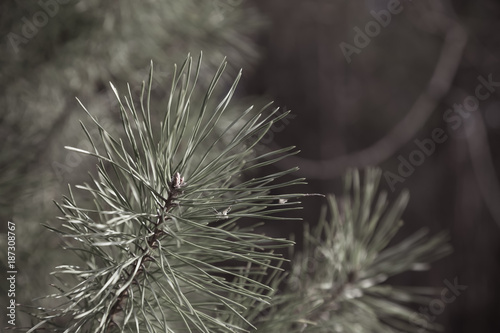Green branch of a fir with young needles. Shallow depth of field. Selective focus. Toned