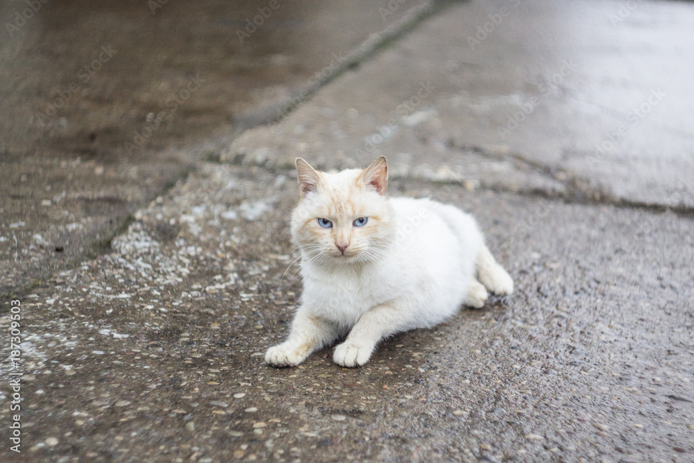 a white-ginger cat close up