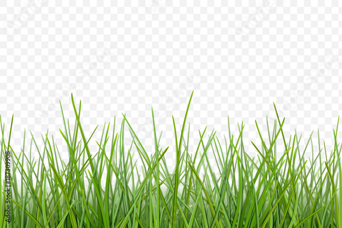 vector Grass pattern for design