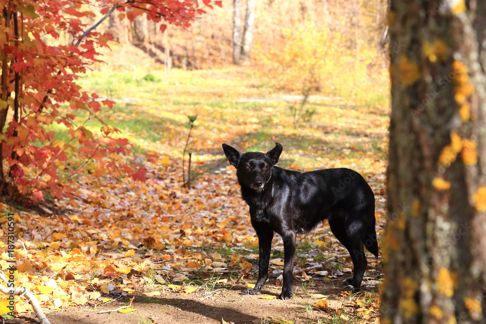 A black stray dog walks in an autumn park against the background of fallen leaves and looks for the owner. A black stray dog walks in an autumn park against the background of fallen leaves and looks for the owner.