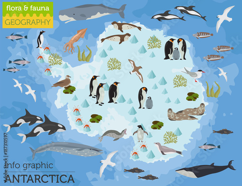 Antarctic, Antarctica,  flora and fauna map, flat elements. Animals, birds and sea life big set. Build your geography infographics collection