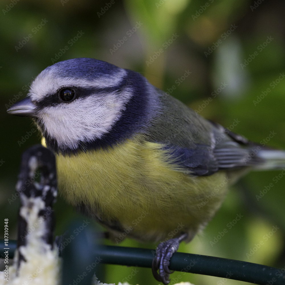 Obraz premium Blue tit