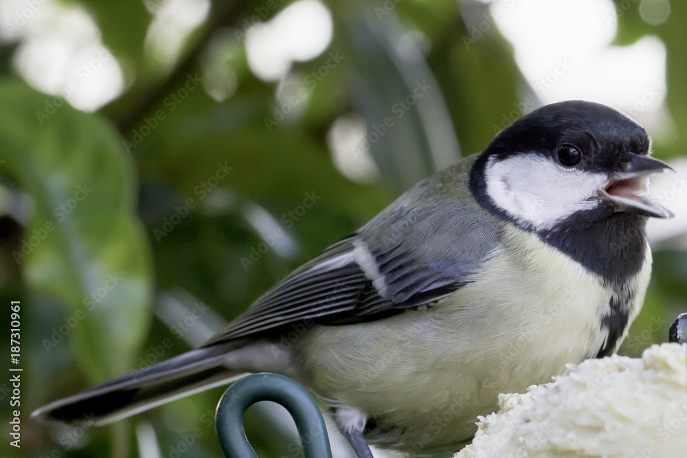 Obraz premium Coal tit