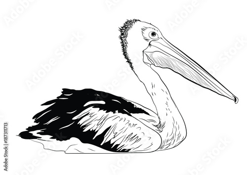 pelican bird