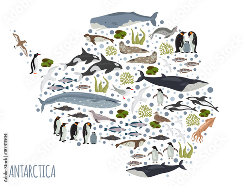 Antarctic, Antarctica,  flora and fauna map, flat elements. Animals, birds and sea life big set. Build your geography infographics collection