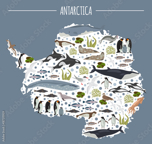 Antarctic, Antarctica, flora and fauna map, flat elements. Animals, birds and sea life big set. Build your geography infographics collection