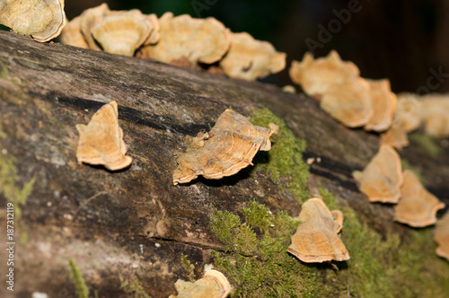 Oyster Fungus on log