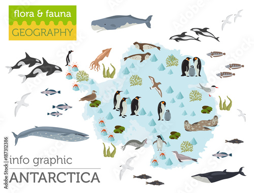 Antarctic, Antarctica,  flora and fauna map, flat elements. Animals, birds and sea life big set. Build your geography infographics collection