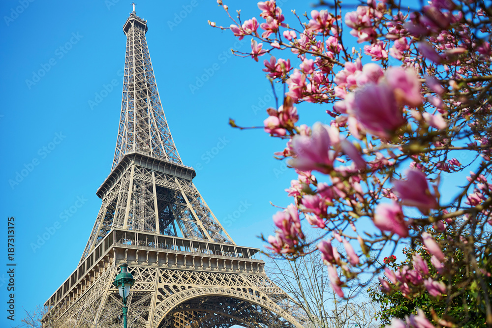 Pink magnolia flowers with Eiffel tower - obrazy, fototapety, plakaty 