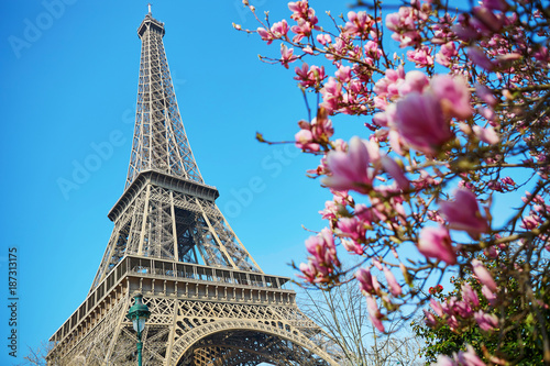 Pink magnolia flowers with Eiffel tower