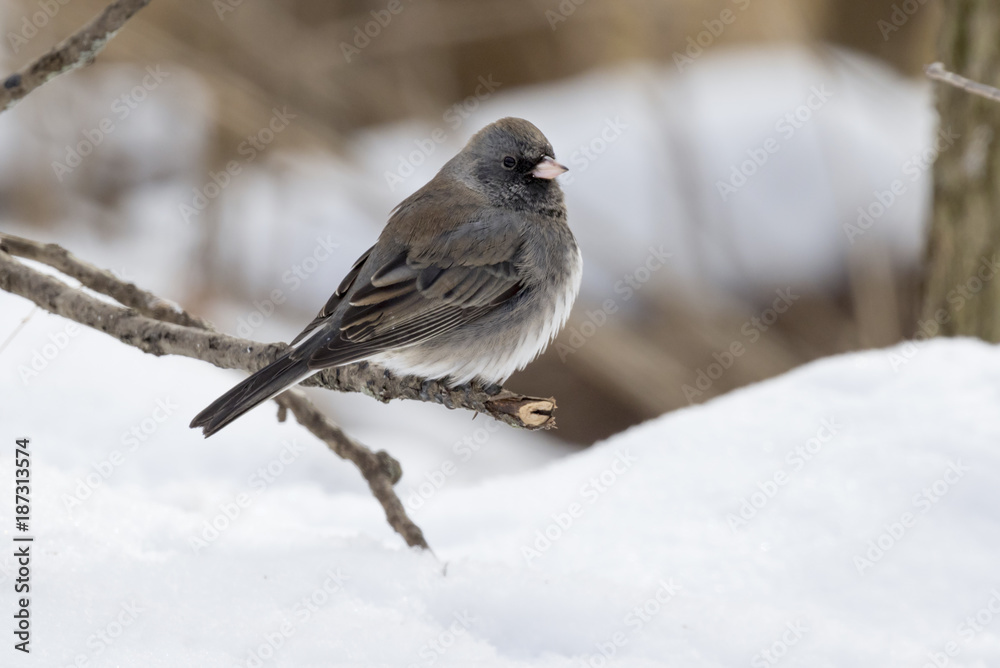 Dark-eyed Junco (Junco hyemalis) on a perch, Ames, Iowa, USA. Dark-eyed Junco (Junco hyemalis) on a perch, Ames, Iowa, USA.