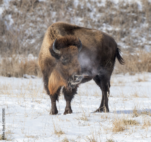 Male American bison (Bison bison) at cold winter day, Neal Smith National Wildlife Refuge, Iowa