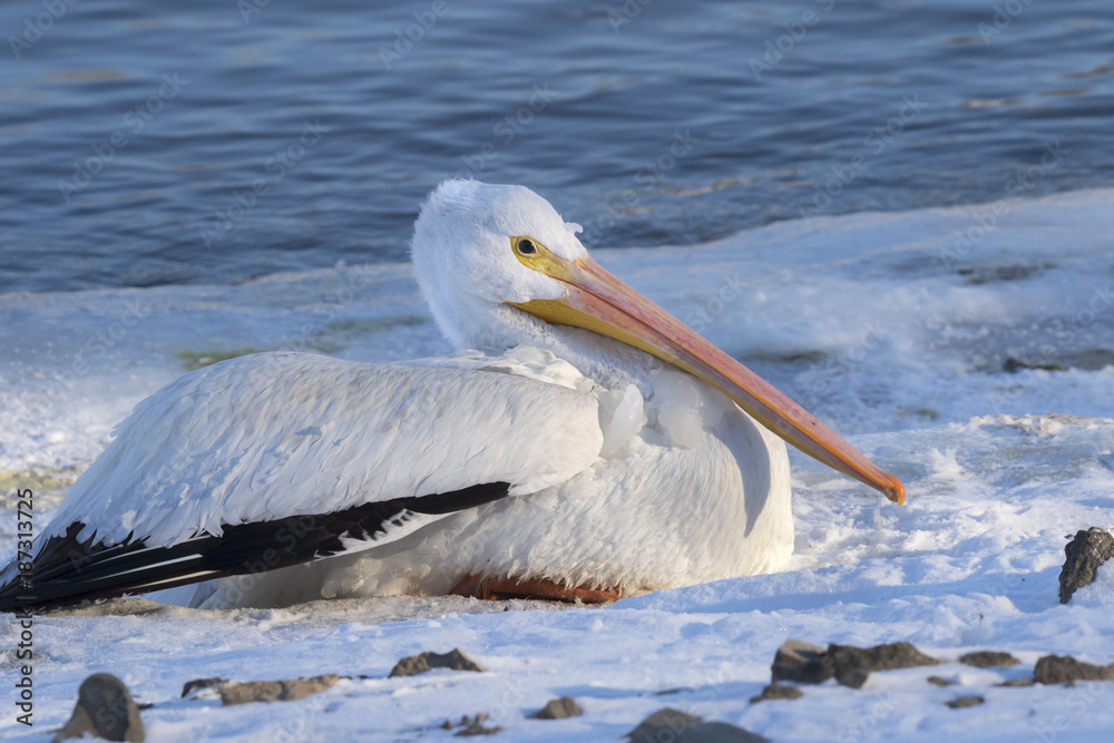 American white pelican (Pelecanus erythrorhynchos) on snow near the freezing lake, Saylorville Lake, iowa, USA American white pelican (Pelecanus erythrorhynchos) on snow near the freezing lake, Saylorville Lake, iowa, USA