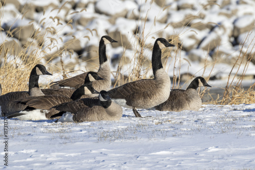 Canada geese (Branta canadensis) on snow, Saylorville Lake, Iowa, USA photo