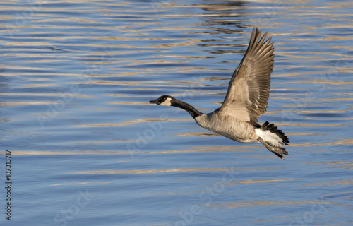 Canada geese (Branta canadensis) flying over blue water, Saylorville Lake, Iowa, USA