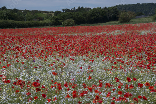 Poppies in a poppy field photo