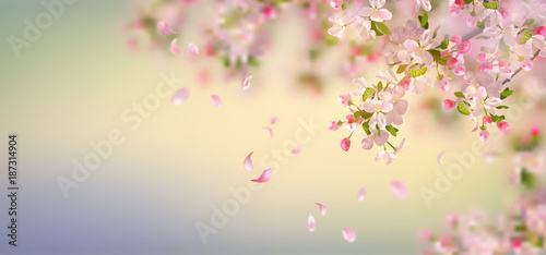 Spring Apple Blossom