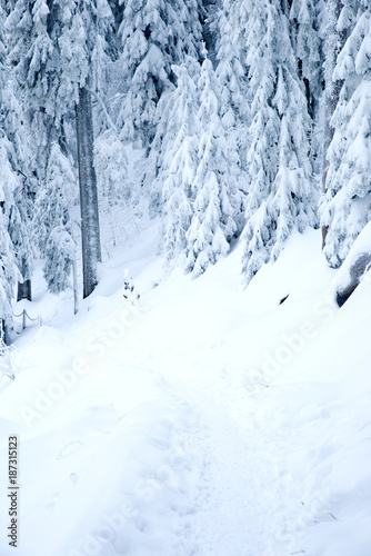 Verschneiter Wanderweg im Schwarzwald