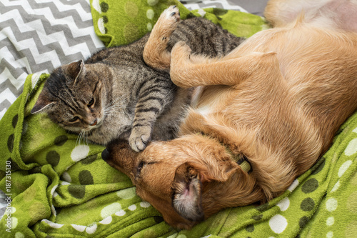 Fototapeta Naklejka Na Ścianę i Meble -  dog and cat sleep together

