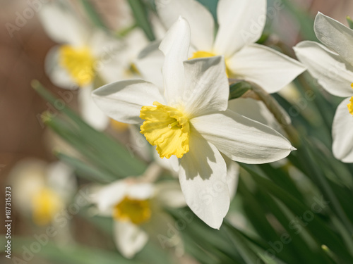 Narzissen  Narcissus  Osterglocken