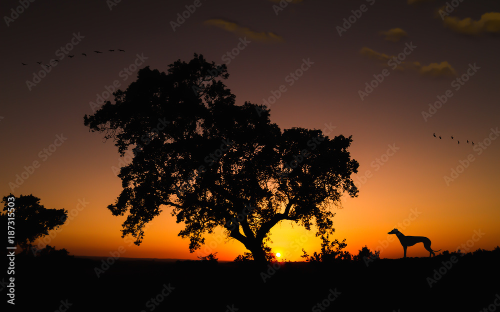 backlight of oak and dog in warm sunset