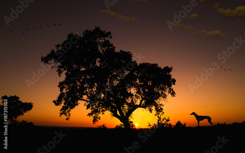 backlight of oak and dog in warm sunset