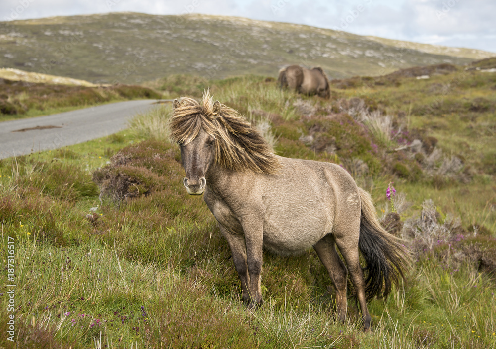 Shetland pony south Uist outer Hebrides Scotland Shetland pony south Uist outer Hebrides Scotland