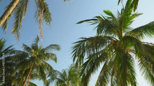 Wallpaper Mural Big green leaves of palm trees develop on wind. Big branchy palm trees stand on the island in Vietnam. Beautiful high green palm trees Torontodigital.ca