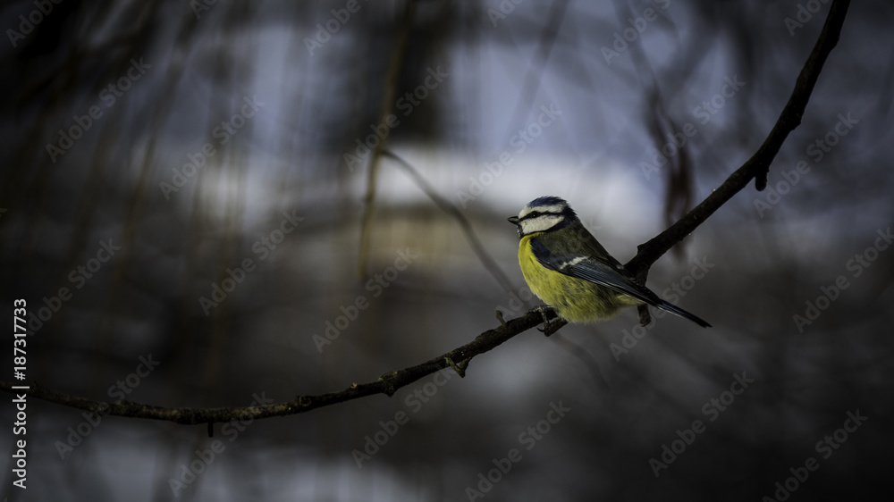 Mésange du Grésivaudan - Chartreuse - Isère. Mésange du Grésivaudan - Chartreuse - Isère.