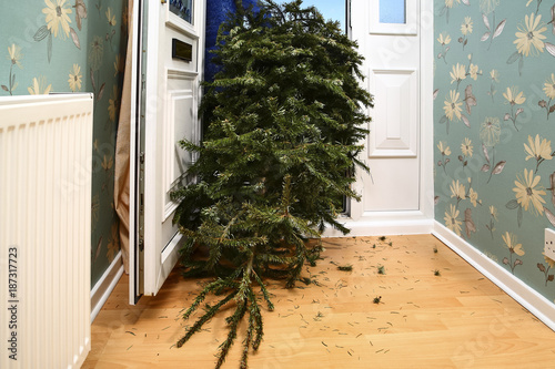 Woman taking a used Christmas tree out of a front house door on twelfth night in the new year