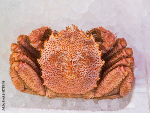 Orange Giant Crab on Ice