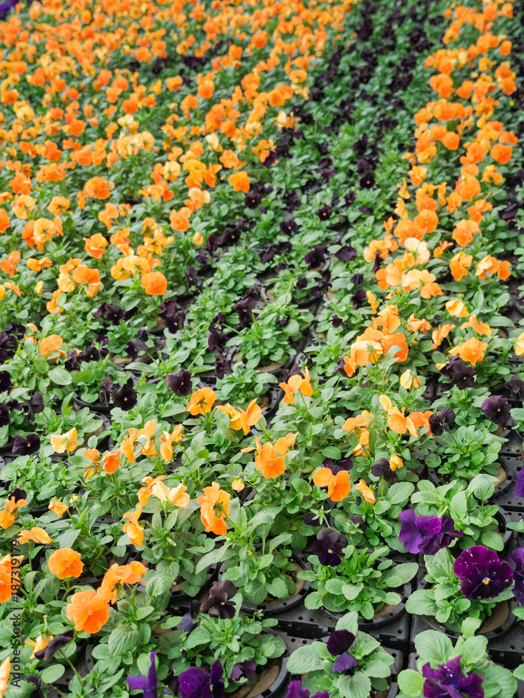 Black Yellow and Purple Flowers Arranged in a Row