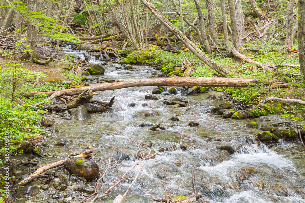 Stream in Ushuaia Forest Stream in Ushuaia Forest