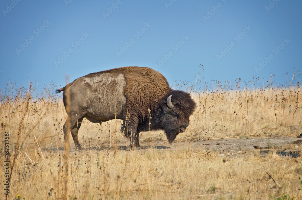 Wild buffalo on Antelope island, Great Salt Lake, Utah, USA