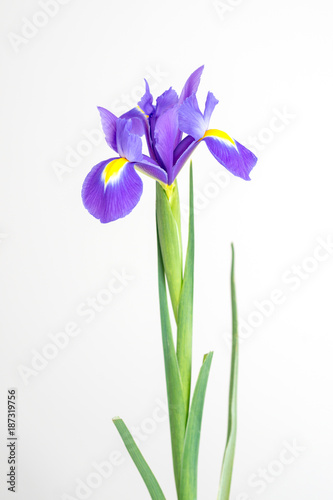 Flower of purple irises on a white background